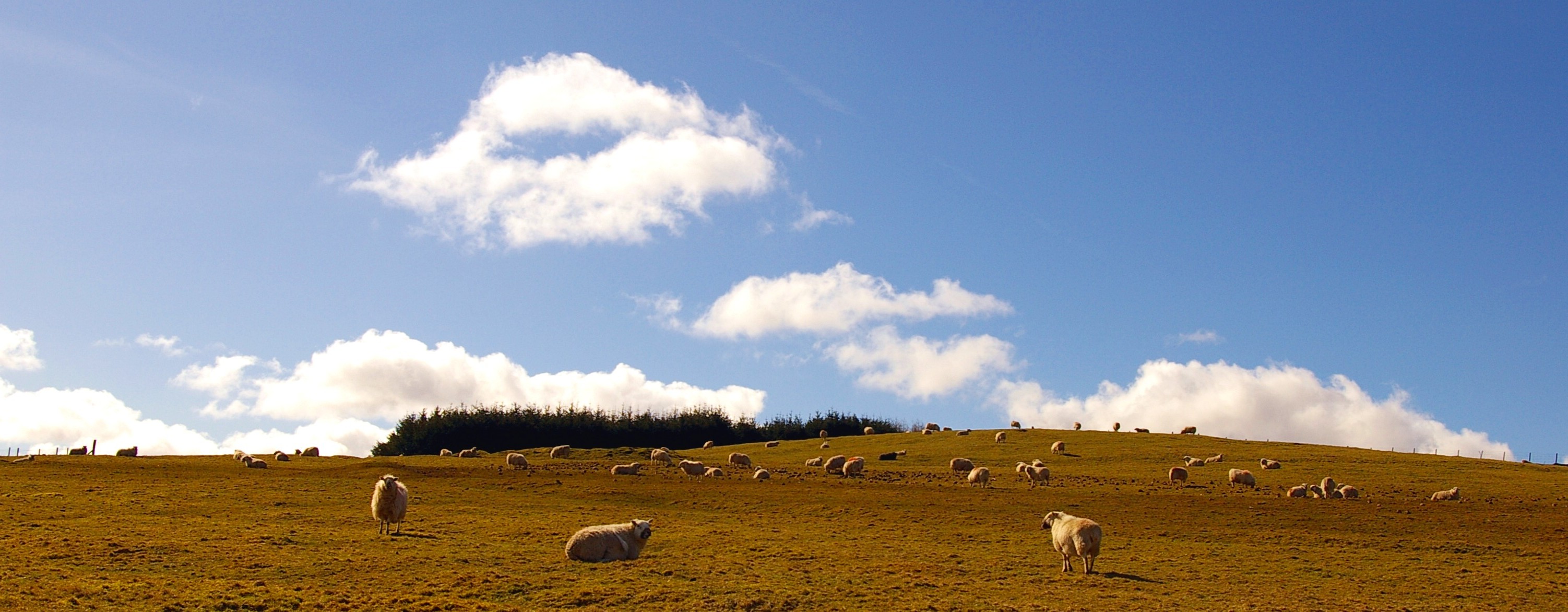 HILLSHEEP Bill Bagley Photography